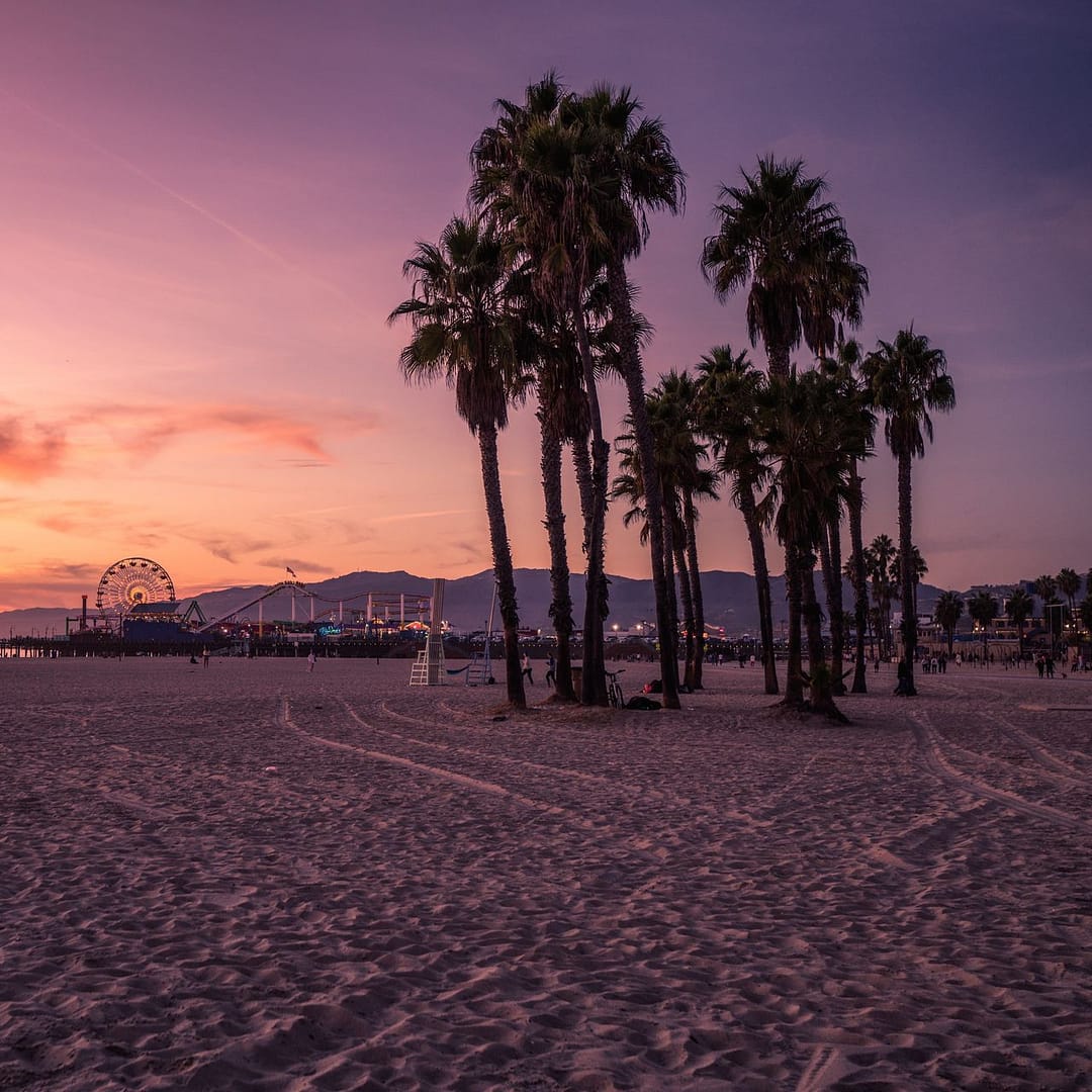 venice beach palm trees at sunset