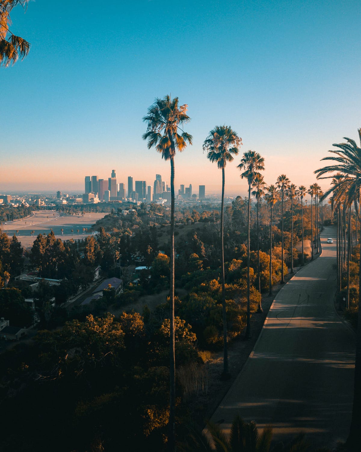 palm trees and a blue sky in los angeles